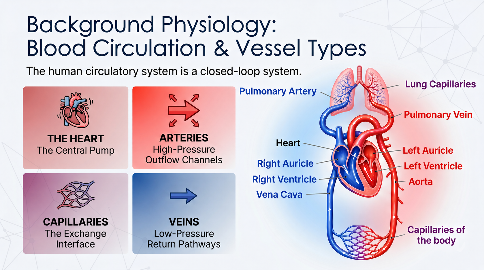 Blood Circulation