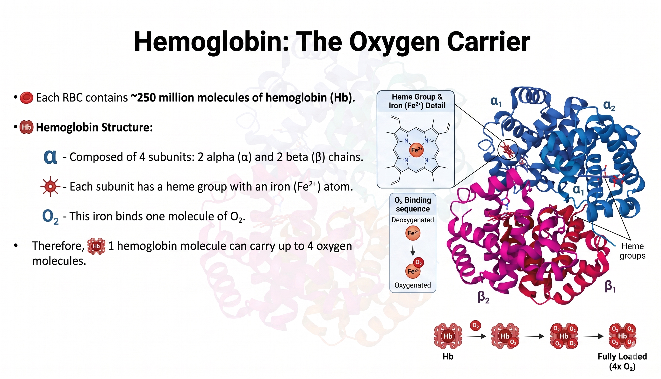 Haemoglobin structure